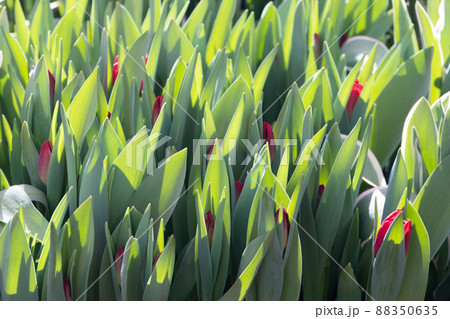Fresh red tulips in a flower bed in the morning. The bright spring sun illuminates the flowers. Bright life-affirming picture. Positive spring postcard. Background Fresh red tulips in a flower bed in the morning. The bright spring sun illuminates the flowers. Bright life-affirming picture. Positive spring postcard. Background 88350635