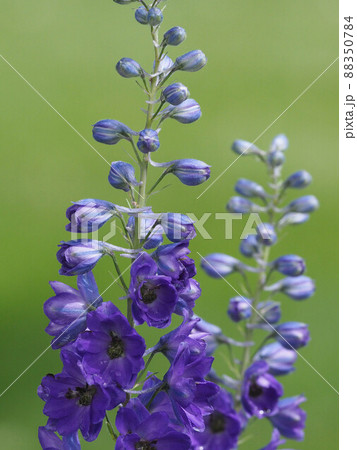 紫色のデルフィニュウムの花 紫色のデルフィニュウムの花 88350784