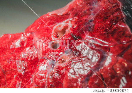A piece of beef lung close-up. Meat for cooking. Selective focus A piece of beef lung close-up. Meat for cooking. Selective focus 88350874