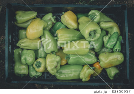Harvest green peppers in a box. Picking peppers from the beds in the garden. Harvesting of ripened harvest of natural vegetables. Selective focus Harvest green peppers in a box. Picking peppers from the beds in the garden. Harvesting of ripened harvest of natural vegetables. Selective focus 88350957