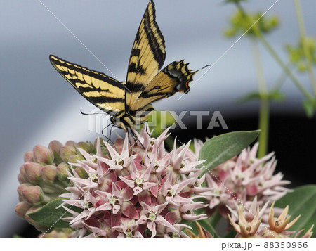 ミルクウィードの花にとまるトラフアゲハチョウ 88350966