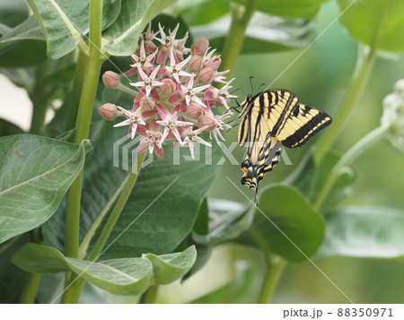 ミルクウィードの花に羽を閉じてとまるトラフアゲハチョウ 88350971