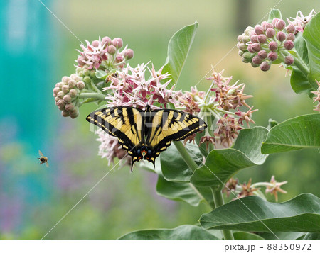 ミルクウィードの花に羽を広げてとまるトラフアゲハチョウ 88350972