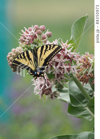 ミルクウィードの花に羽を広げてとまるトラフアゲハチョウ 88350973