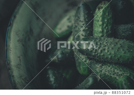 Fresh harvest of young cucumbers from a personal greenhouse in the garden. Ecologically clean vegetables from personal farms and gardens. Close-up of green cucumbers. Selective focus 88351072
