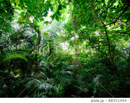 石垣島のジャングル 88351444