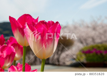 チューリップ チューリップ 88351620