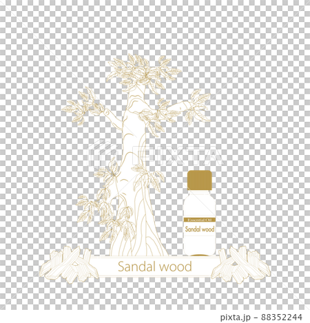 Sandalwood line drawing, essential oil bottle, sandalwood essential oil 88352244