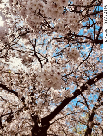 お花見〜ある晴れた日の日本の桜〜 88352266
