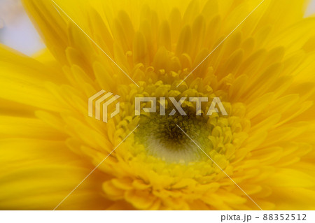 背景素材　鮮やかな黄色いガーベラの花びら 88352512