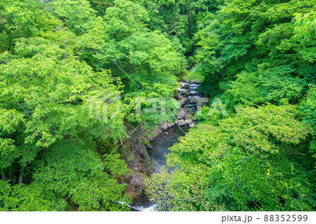 小黒川　渓谷美　渡良瀬川支流　上田澤橋から下流方面の眺め　黒保根町　初夏の風景　　　 88352599
