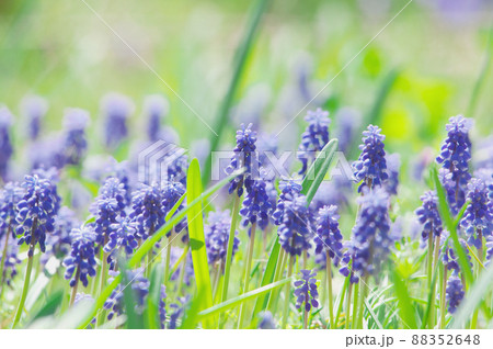 ムスカリ 88352648