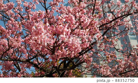 稲毛海岸駅前の満開の河津桜の桃色の花 88352750
