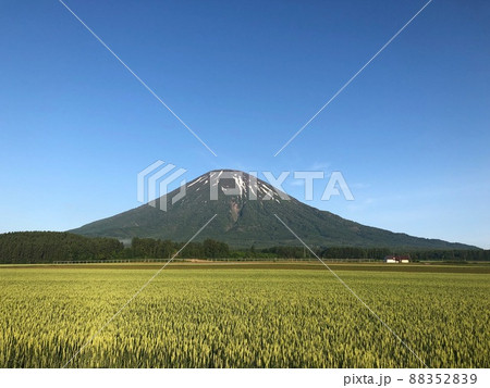 北海道 百名山の羊蹄山と初夏の麦畑 北海道 百名山の羊蹄山と初夏の麦畑 88352839