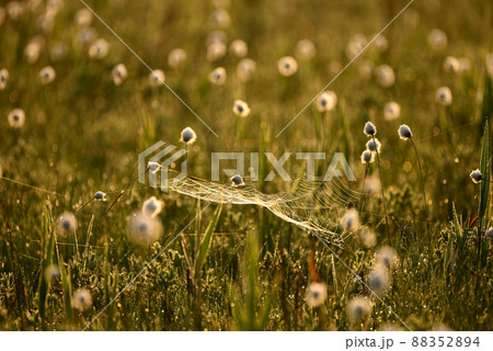 草原 草原 88352894