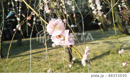 春の温もりを感じて花開く桜 88353030