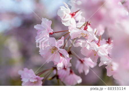 ●枝たれ桜 88353114