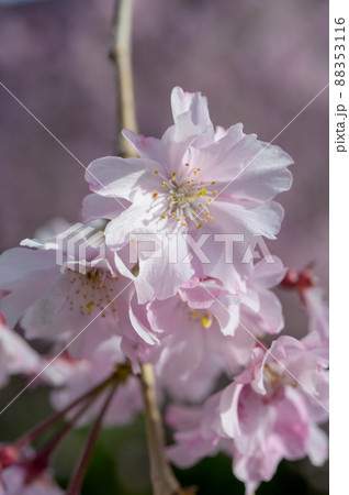 ●枝垂れ桜クローズアップ 88353116