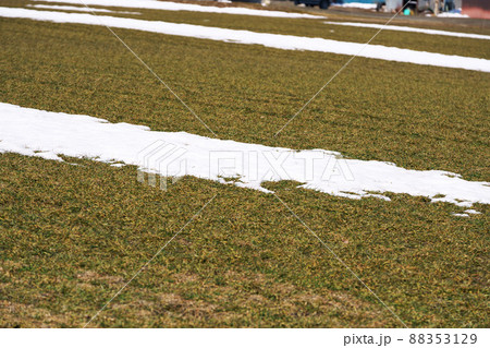 雪どけ進む春の麦畑 雪どけ進む春の麦畑 88353129
