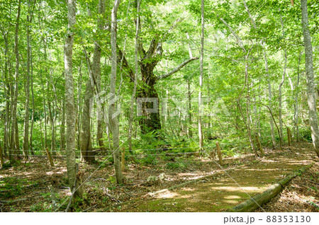 岳岱自然観察教育林　2018年　秋田県 88353130
