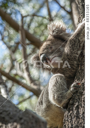 世界一美しいといわれているグレイトオーシャンロードの中にあるオタウエイ国立公園のユーカリの木にいる野 世界一美しいといわれているグレイトオーシャンロードの中にあるオタウエイ国立公園のユーカリの木にいる野 88353165
