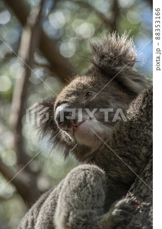 世界一美しいといわれているグレイトオーシャンロードの中にあるオタウエイ国立公園のユーカリの木にいる野 88353166