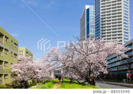 桜咲く多摩堤通り 桜咲く多摩堤通り 88353340