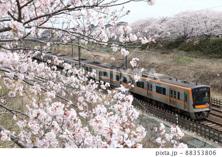 千葉県白井市付近北総線を通る京成電鉄3100形電車と満開のさくら 千葉県白井市付近北総線を通る京成電鉄3100形電車と満開のさくら 88353806