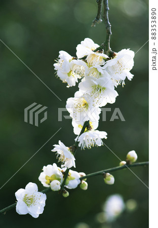 陽が透ける白い花が集まって咲いた緑萼の枝垂れ梅の枝先_晴天縦2 88353890
