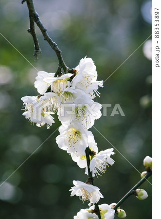 陽が透ける白い花が集まって咲いた緑萼の枝垂れ梅の枝先_晴天縦1の写真