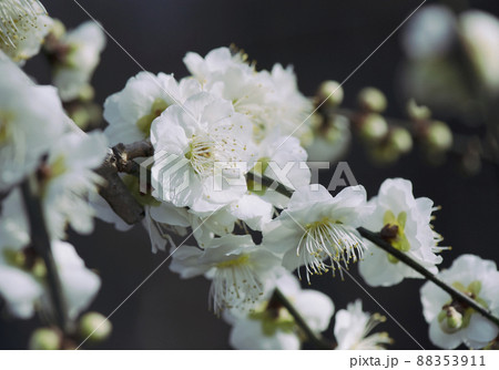 白い花が集まって咲いた緑萼の枝垂れ梅の枝_晴天横1 88353911