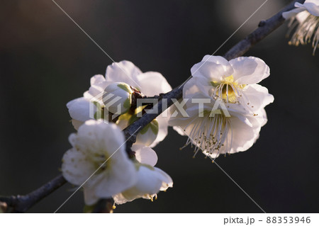 朝日が透ける緑萼の枝垂れ梅の枝先の白い花_早朝晴天横1 朝日が透ける緑萼の枝垂れ梅の枝先の白い花_早朝晴天横1 88353946