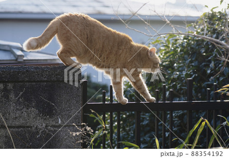 早朝に塀の上を探検する茶トラ猫_晴天横1 早朝に塀の上を探検する茶トラ猫_晴天横1 88354192