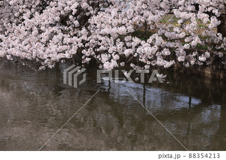 見沼代用水路に架かる満開の桜 見沼代用水路に架かる満開の桜 88354213