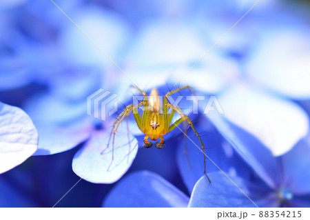 明るい陽射しのもとの青いアジサイの花と小さな虫の写真素材