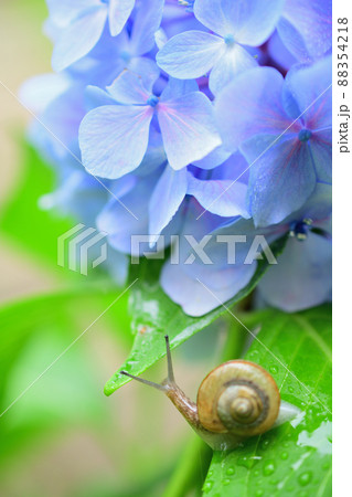 明るい陽射しのもとの青いアジサイの花とカタツムリ 明るい陽射しのもとの青いアジサイの花とカタツムリ 88354218