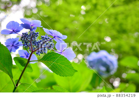 明るい陽射しのもとの青いアジサイの花 明るい陽射しのもとの青いアジサイの花 88354219