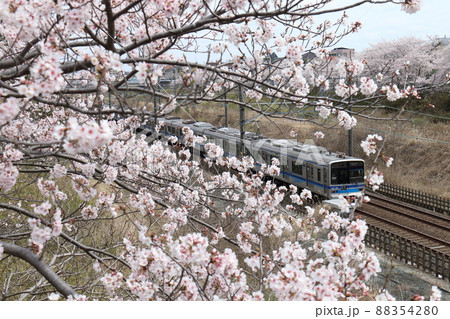 千葉県白井市付近北総線を通る北総鉄道の7300形電車と満開のさくら 88354280