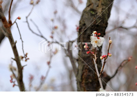 梅の花　揚羽の蝶 88354573