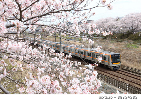 千葉県白井市付近北総線を通る京成電鉄3100形2代電車と満開のさくら 88354585