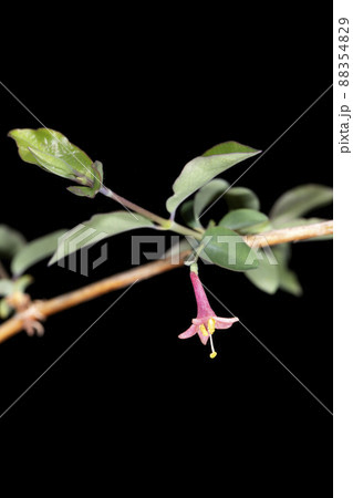 ウグイスカグラ 88354829