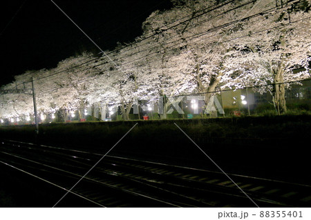新京成線くぬぎ山駅付近の桜並木ライトアップ　千葉県鎌ケ谷市くぬぎ山 88355401