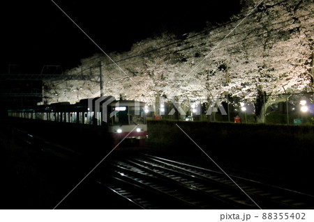 新京成線くぬぎ山駅付近の桜並木ライトアップ 千葉県鎌ケ谷市くぬぎ山 新京成線くぬぎ山駅付近の桜並木ライトアップ 千葉県鎌ケ谷市くぬぎ山 88355402