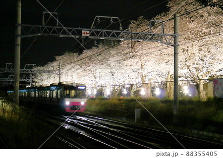 新京成線くぬぎ山駅付近の桜並木ライトアップ　千葉県鎌ケ谷市くぬぎ山 88355405