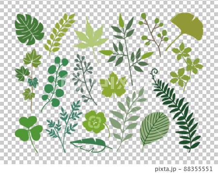 色々な葉っぱ 色々な葉っぱ 88355551