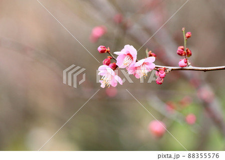 梅の花 紅冬至 梅の花 紅冬至 88355576