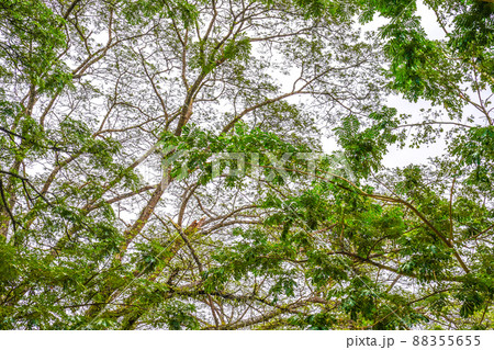 tree leaf and brand from the bottom to the top with the hilight at the background. 88355655