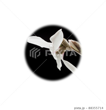 ハクモクレン ハクモクレン 88355714