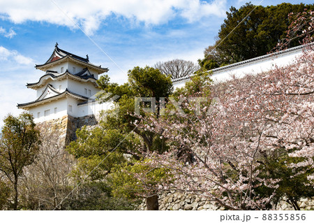 兵庫県明石市・桜が満開の明石城の櫓 88355856