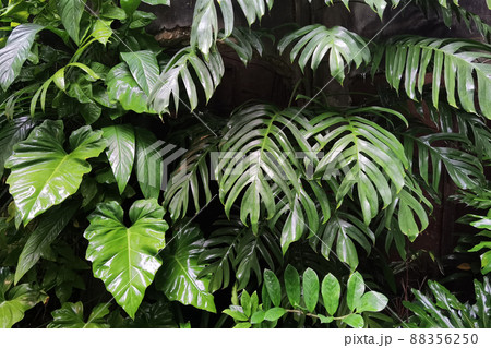 close up of tree with green leaf  88356250